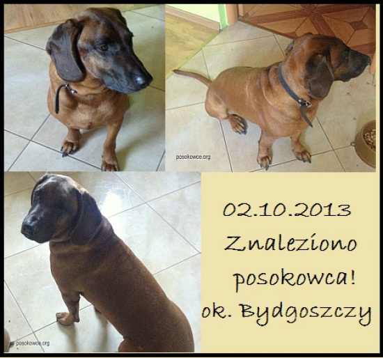Znaleziono poskowca, ok. Bydgoszczy